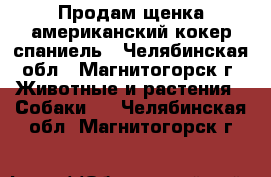 Продам щенка американский кокер-спаниель - Челябинская обл., Магнитогорск г. Животные и растения » Собаки   . Челябинская обл.,Магнитогорск г.